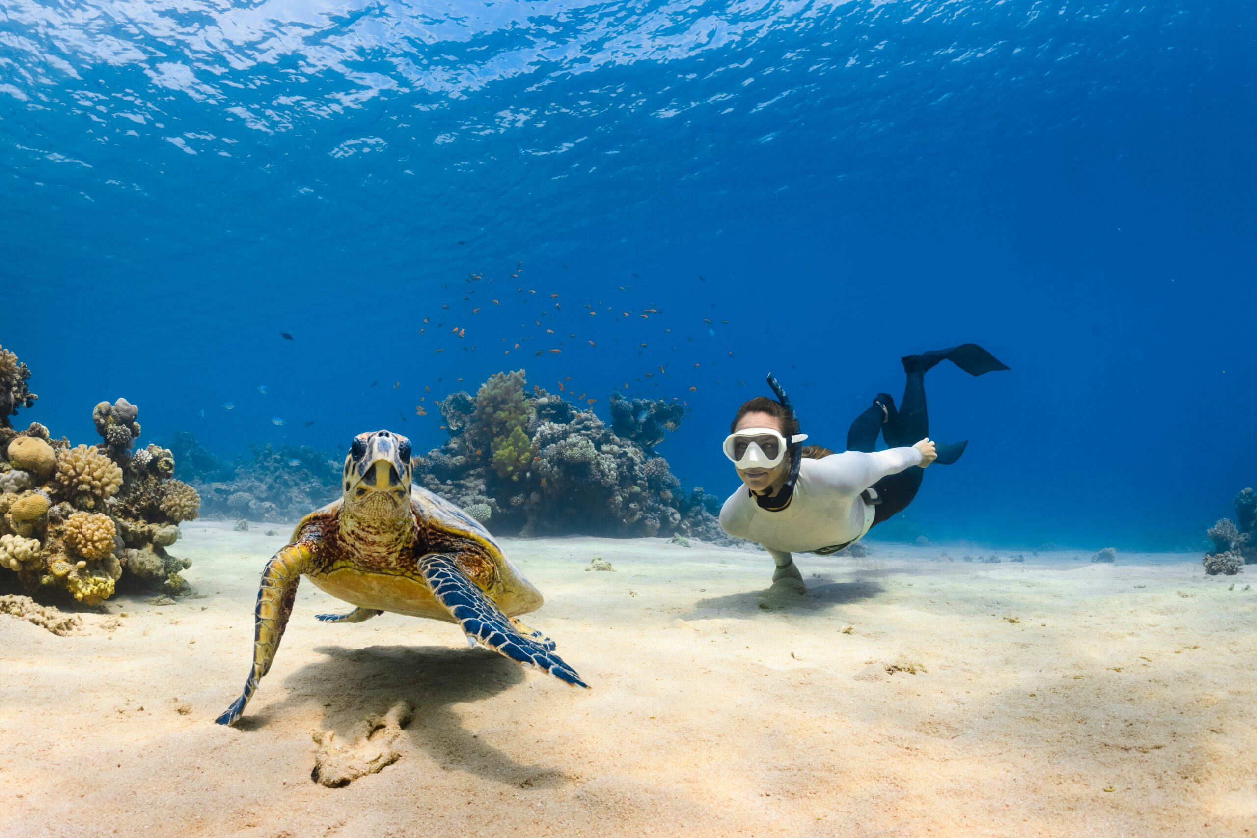 Scuba