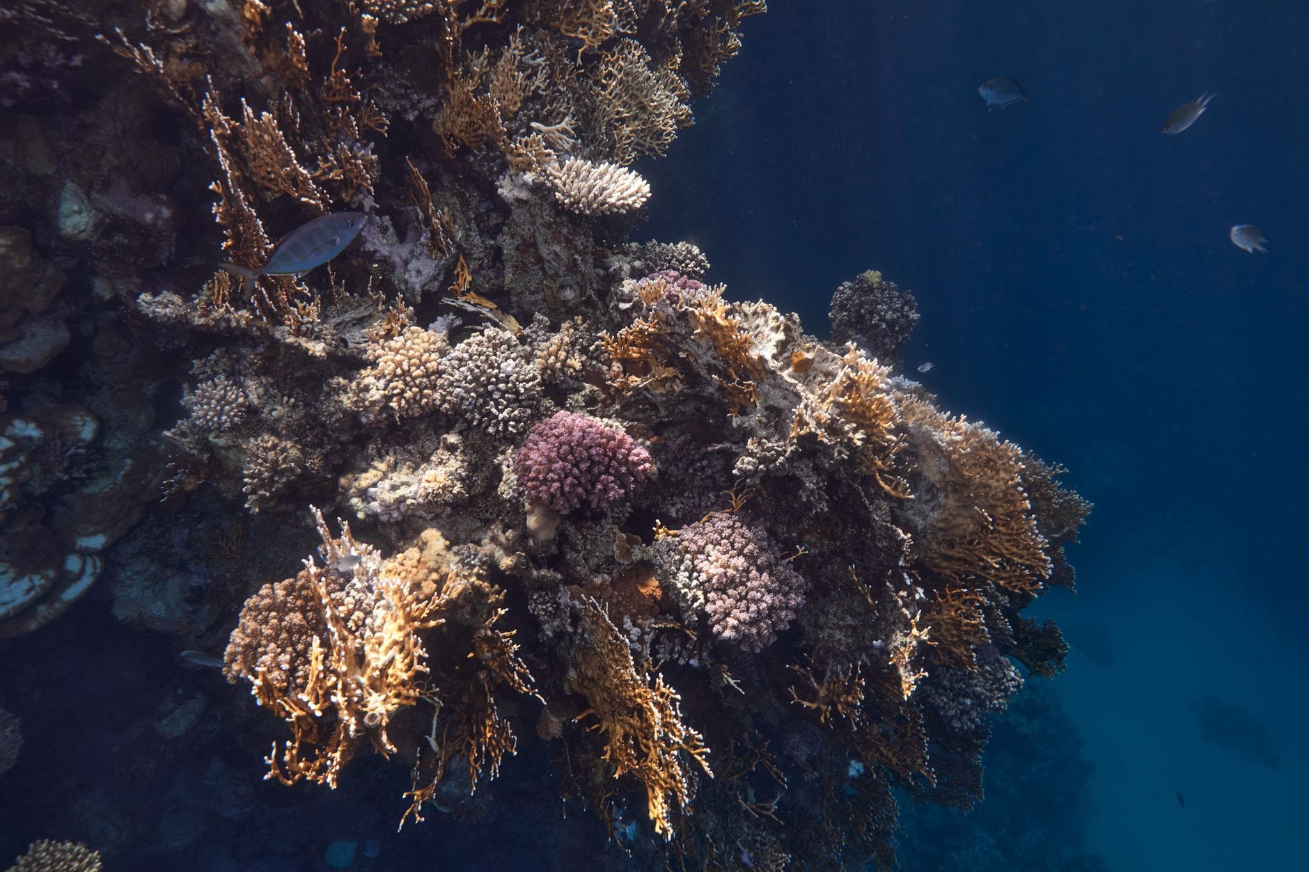 Coral reef and tropical fish in the clear Red Sea near Hurghada