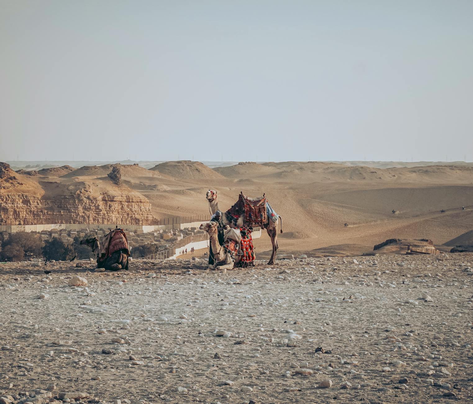 Camels on desert sand dunes in Egypt near Hurghada