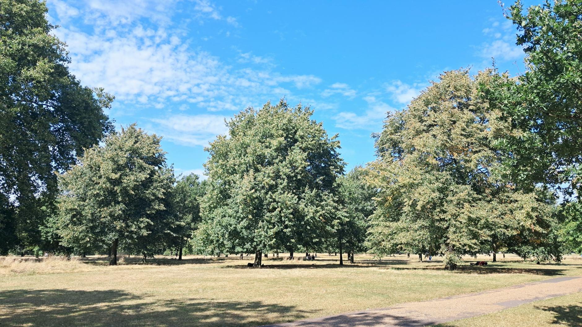 Sunny green space in a London park on a clear day