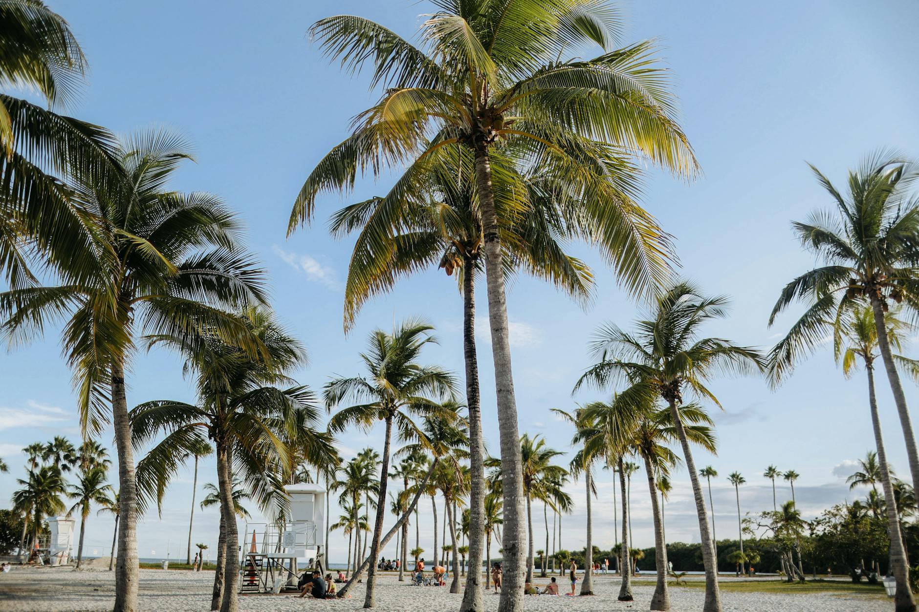Palm trees and lifeguard tower on Miami Beach on a sunny day