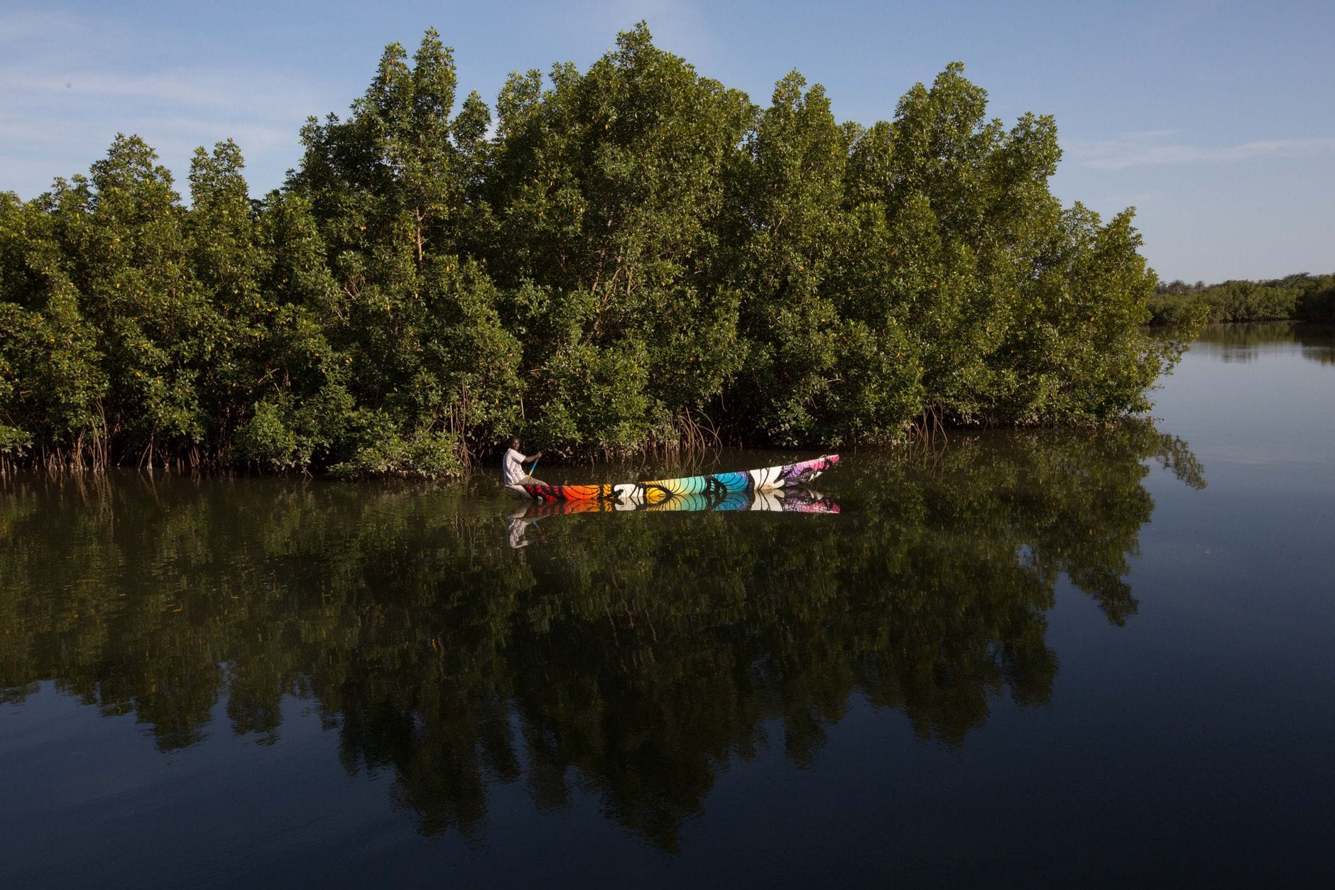 Colourful wooden canoe gliding through calm mangrove waters
