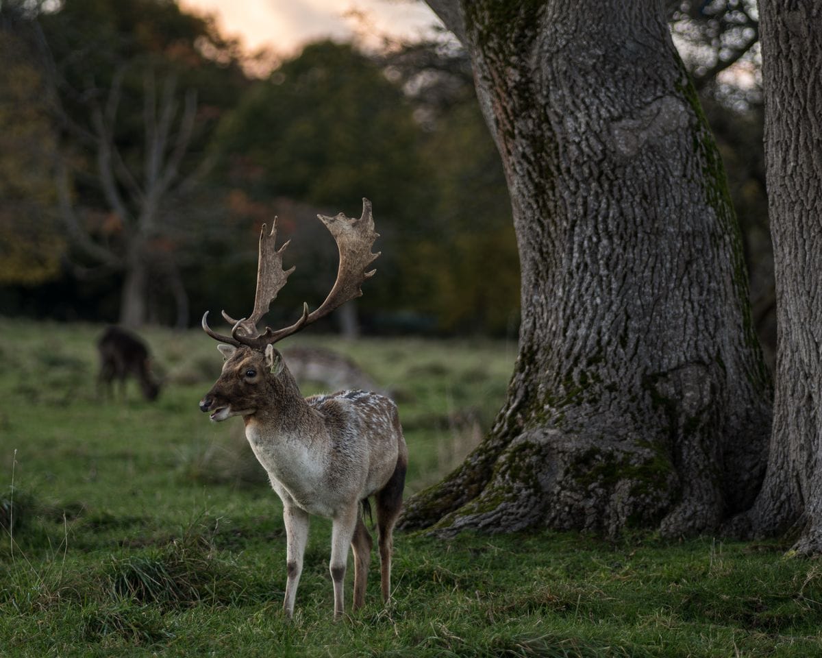 A fallow deer standing under a tree in Phoenix Park, Dublin