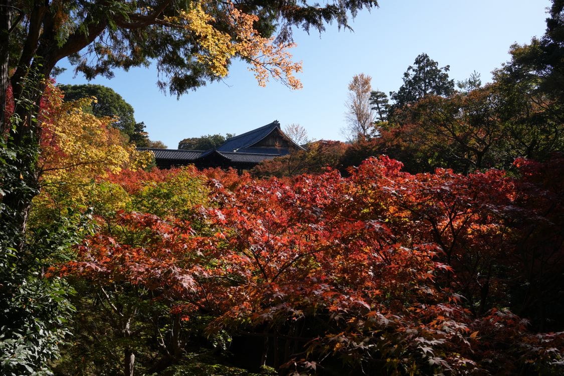 Autumn maple foliage in red and orange at Tofuku-ji temple in Kyoto
