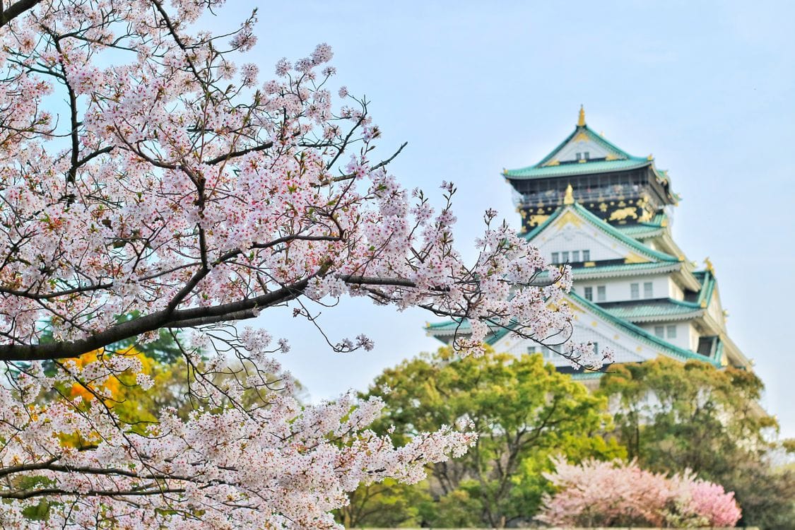 Cherry blossom trees in bloom, Japan spring