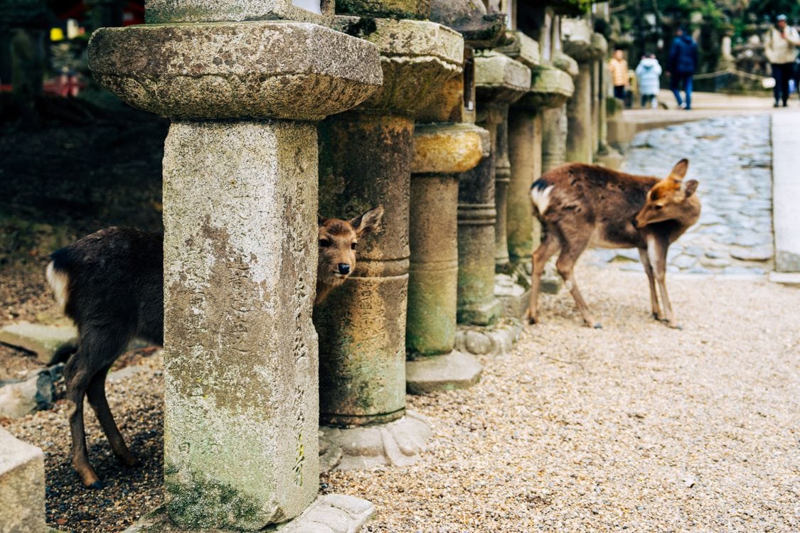 Sika deer among stone lanterns at a shrine in Nara Park
