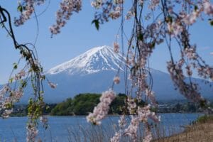 Mount Fuji framed by cherry blossom trees, with Lake Kawaguchiko in the foreground