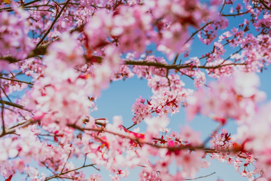 Pink cherry blossom flowers in bloom, Japan spring sakura season