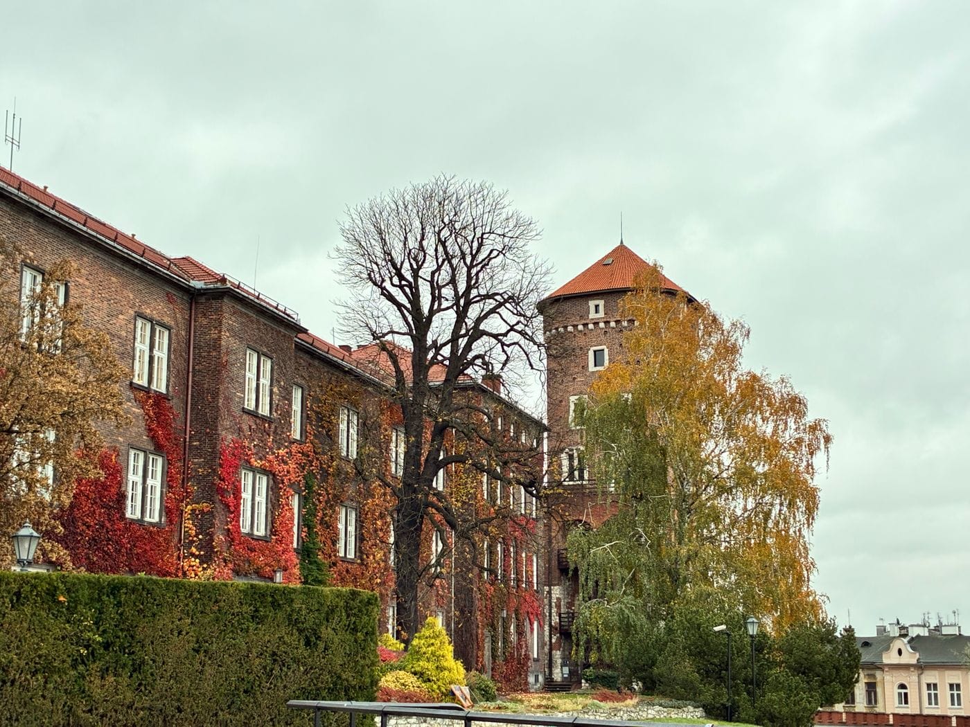 Wawel Castle tower with red autumn ivy in Krakow
