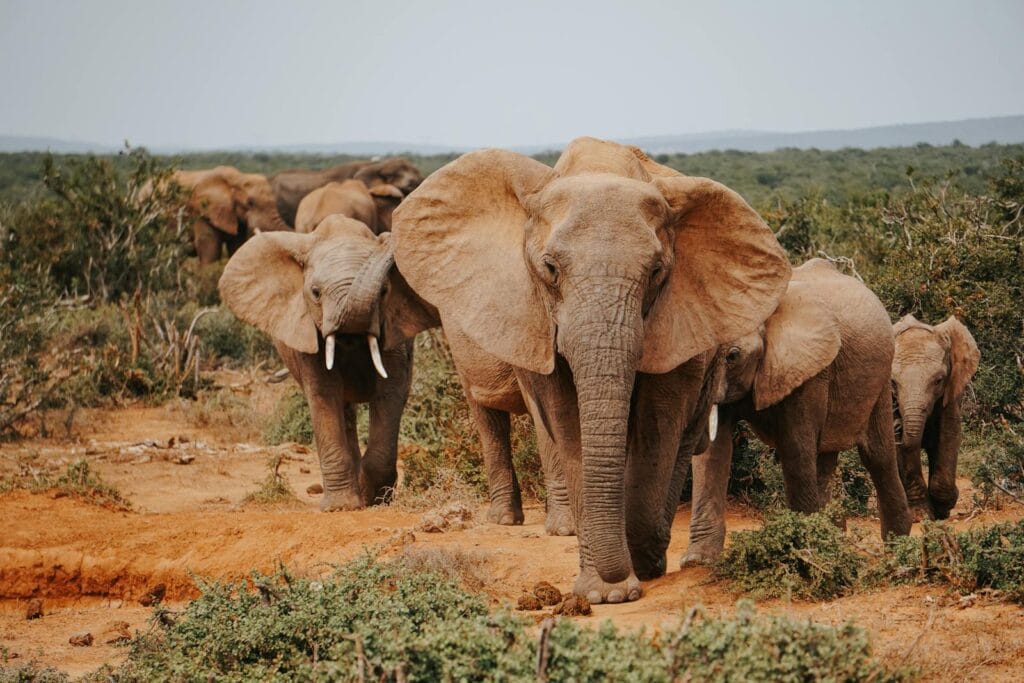 Herd of African elephants on safari, a classic long-haul trip from the UK