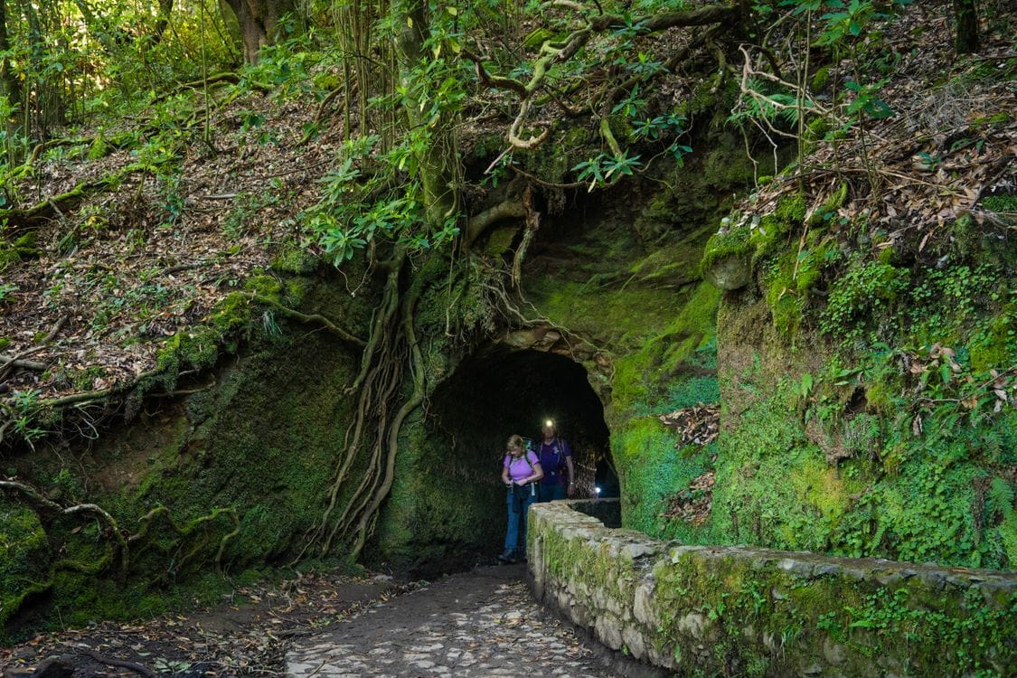Levada irrigation trail through Madeira forest