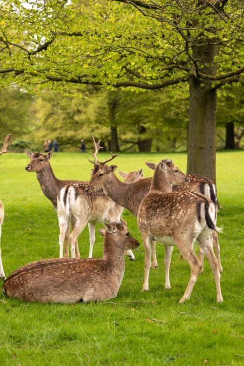 Fallow deer grazing on green grass in Richmond Park, a free day trip within an hour of London