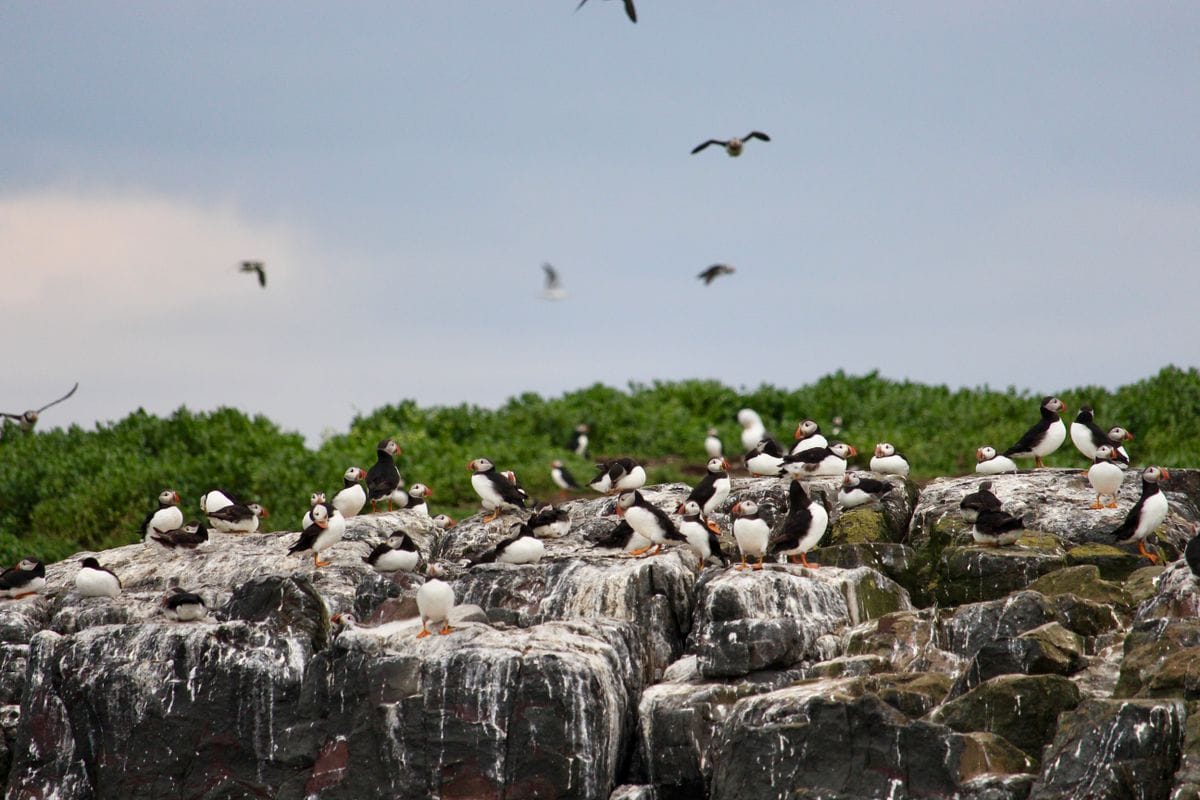 Puffins gather on a seabird colony on the Northumberland coast in spring