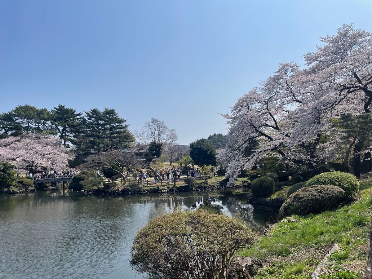 Crowds gathering under cherry blossom trees beside a park lake in Japan