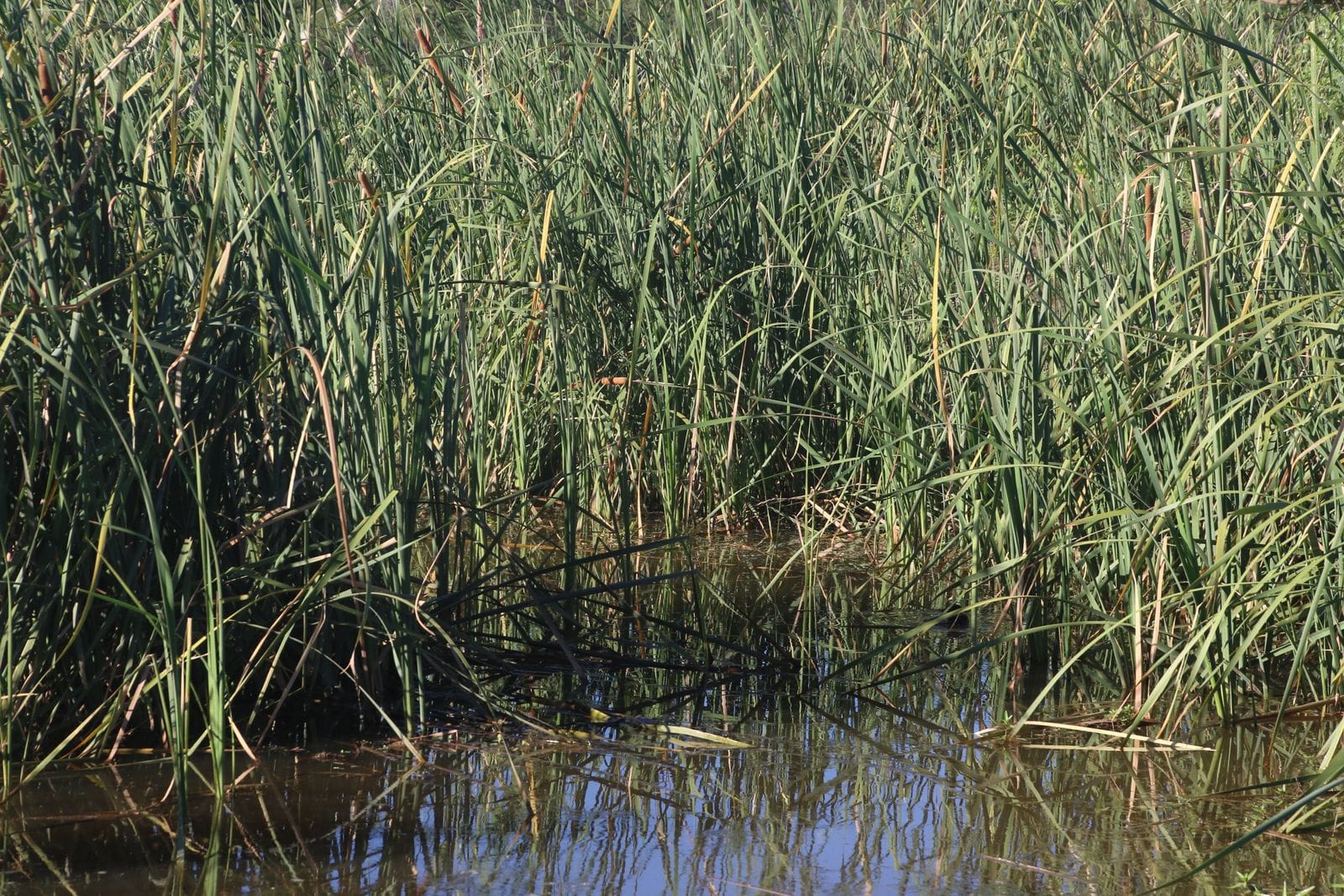 Tall reeds reflected in still water at a wetland nature reserve, similar to the reedbeds at RSPB Leighton Moss near Carnforth
