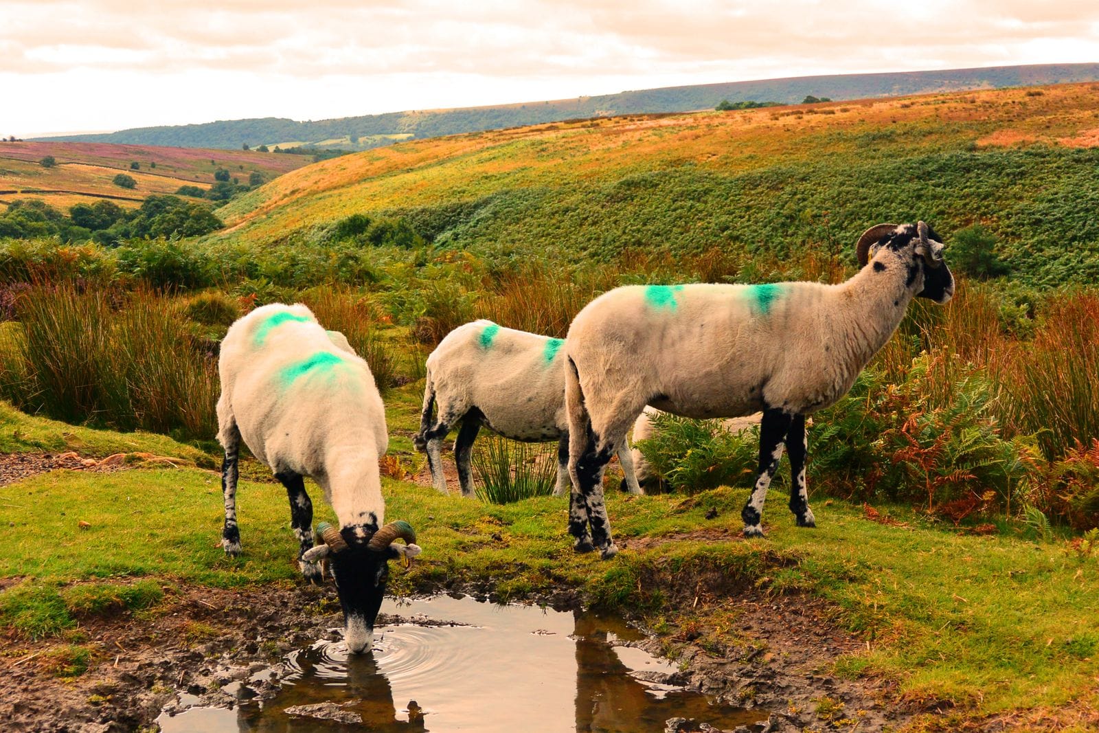 Sheep grazing on green rolling hills in the Yorkshire Dales