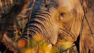 African elephant in a South African safari setting, used for the Kuoni South Africa safari and Cape Town deal