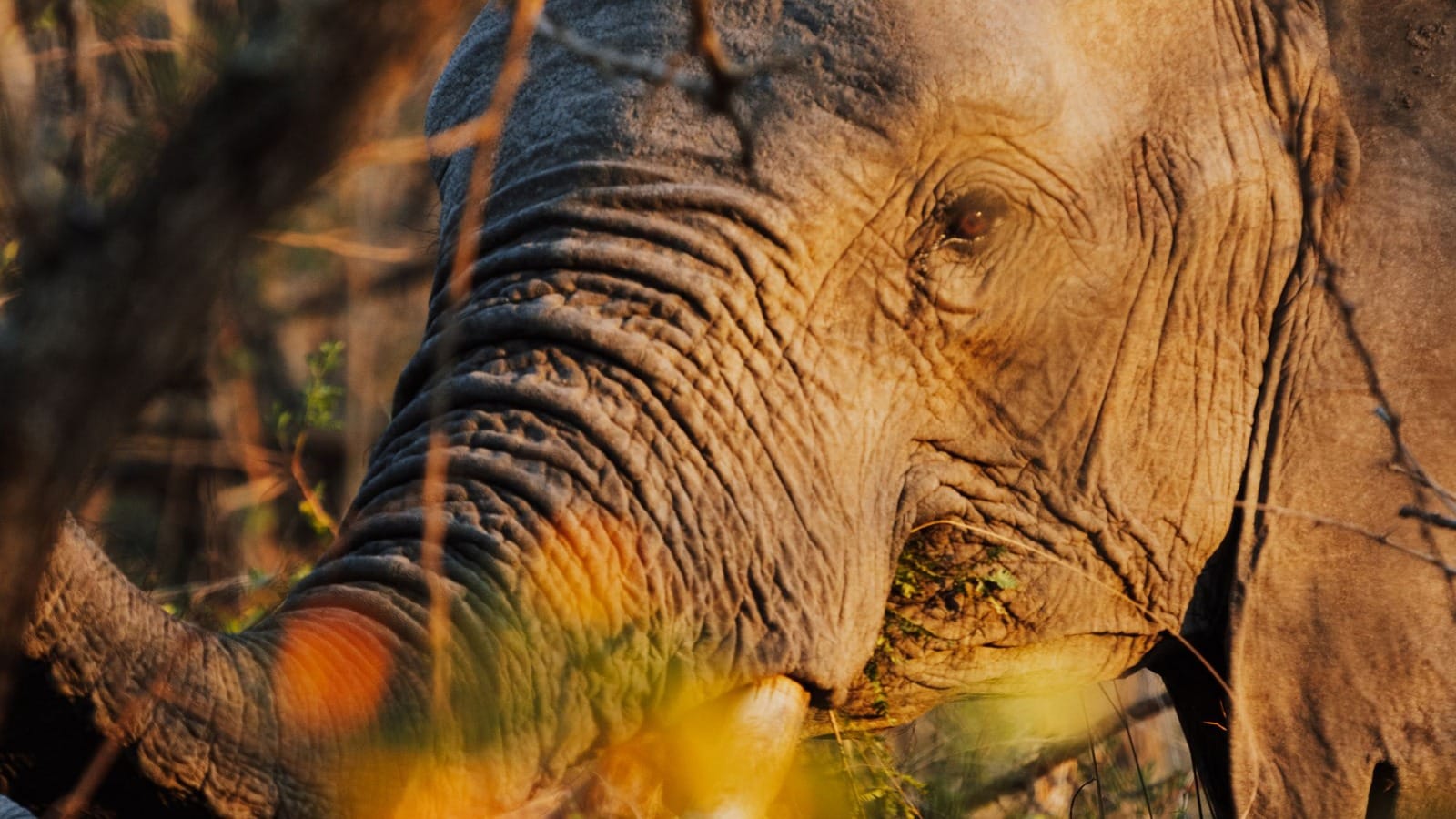 African elephant in a South African safari setting, used for the Kuoni South Africa safari and Cape Town deal