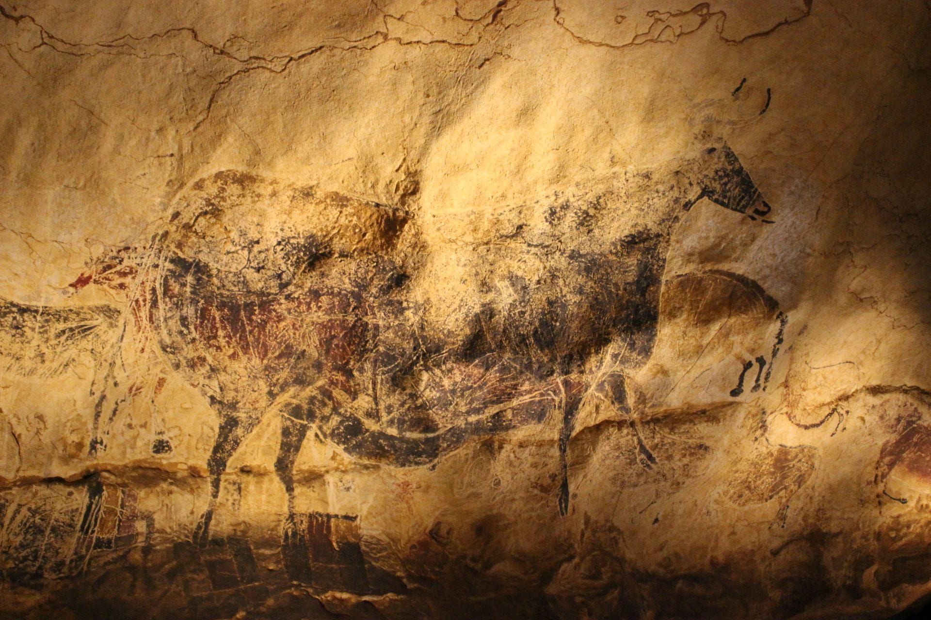 A painted aurochs at Lascaux, discovered by four teenagers in 1940