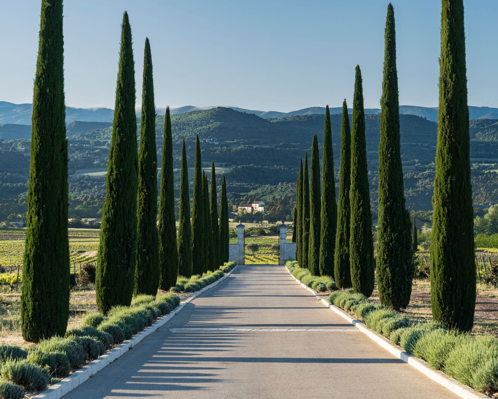 A cypress-lined road winding through the Provencal countryside near Aix-en-Provence