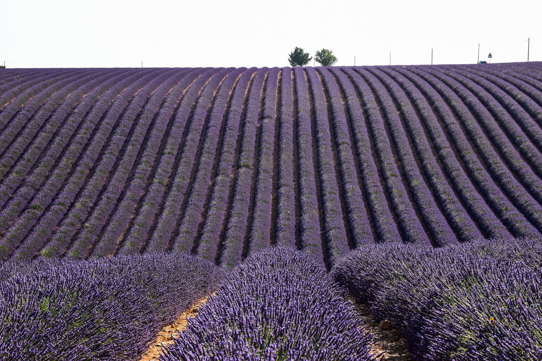 Rows of lavender in full bloom in the Provencal countryside