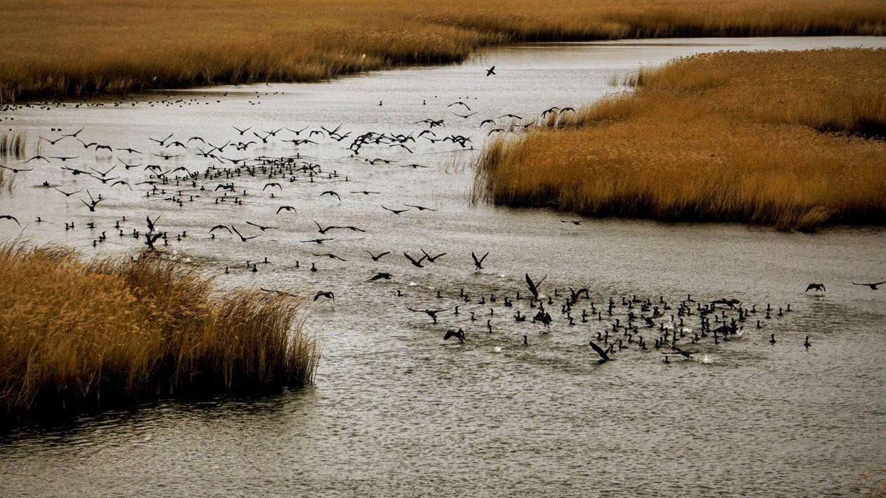 Birds flying over marshland at a UK nature reserve