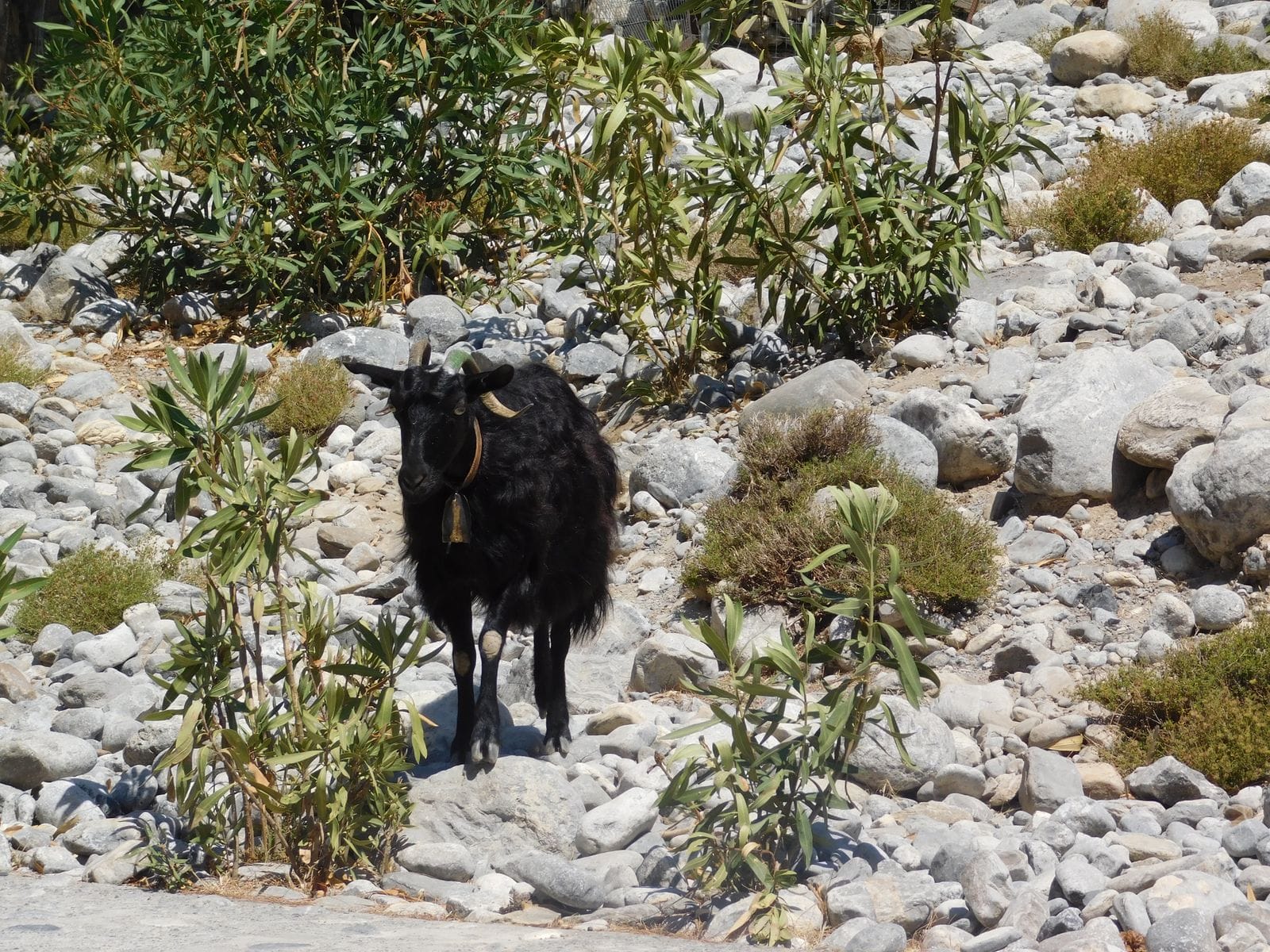 A bell-collared goat standing among white boulders and oleander on the floor of a Cretan gorge