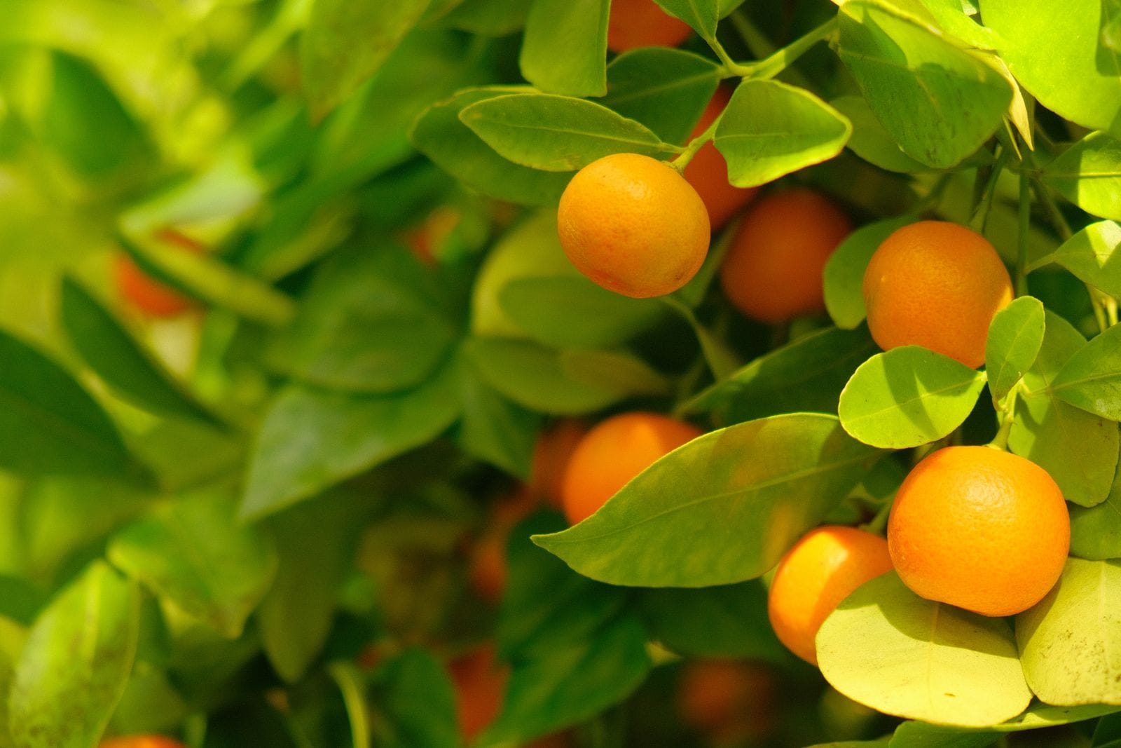 Ripe orange kumquats hanging on a branch among glossy green leaves