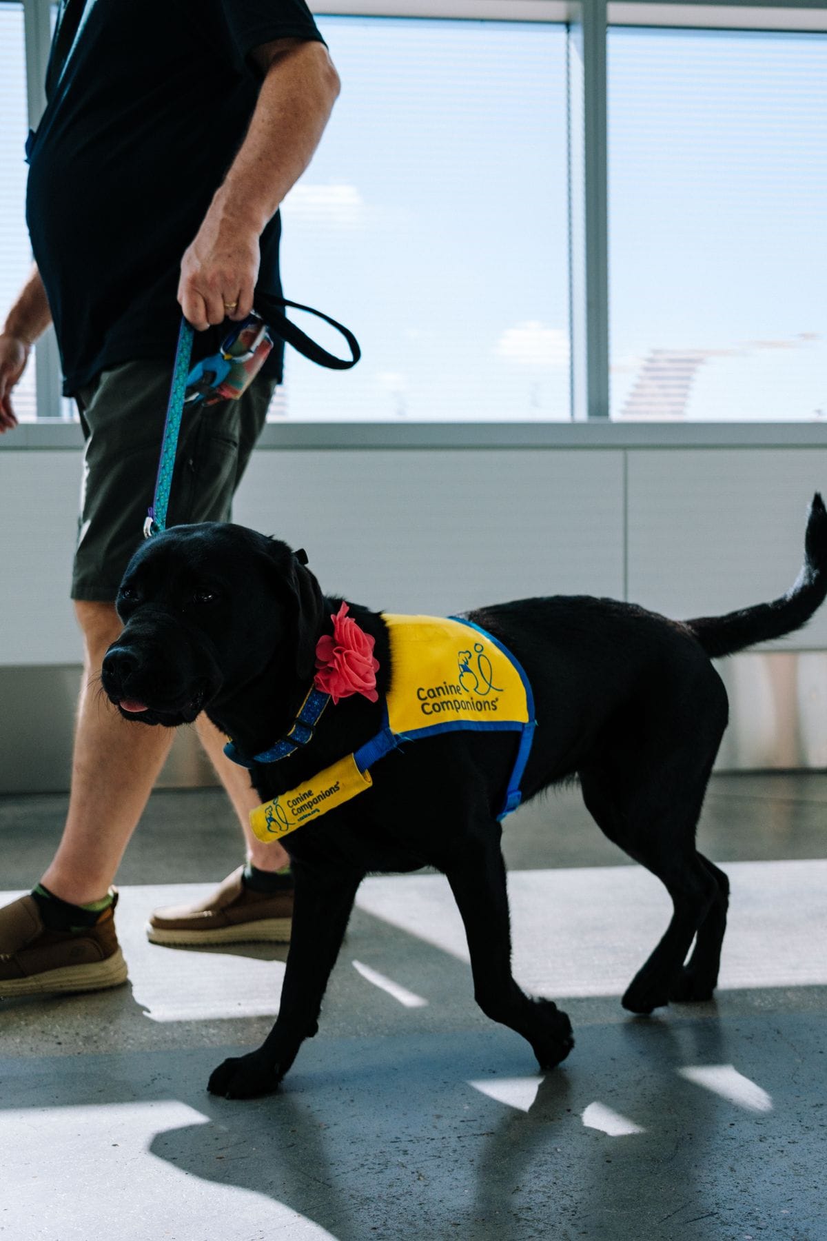 An assistance dog wearing a working vest walks beside its handler through an airport terminal