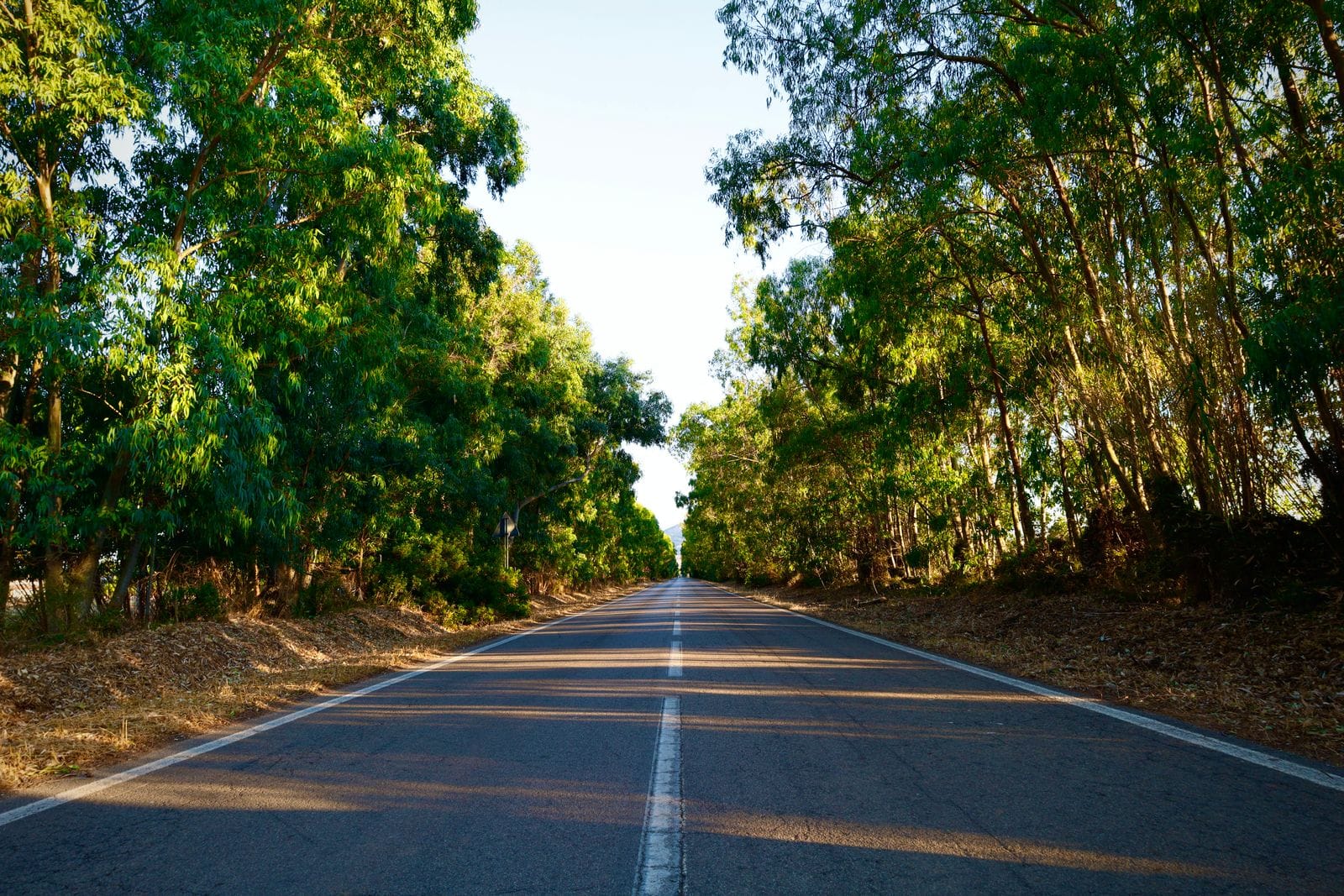 An empty two-lane road running straight through an avenue of eucalyptus trees in the Sardinian countryside