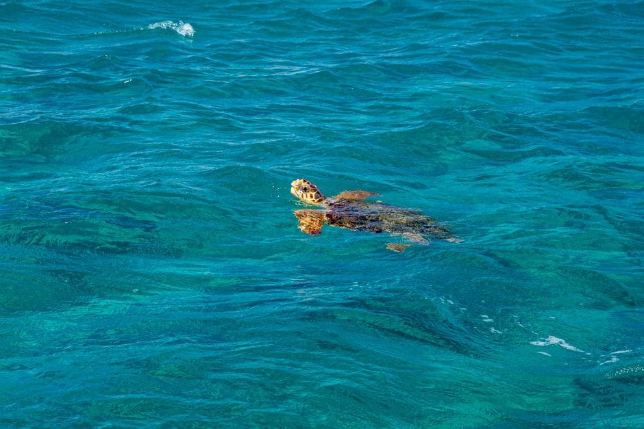 A loggerhead sea turtle swimming in clear turquoise water