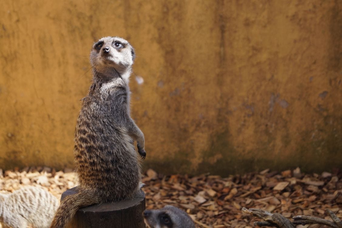 A meerkat sitting alert on a stump in a sunlit enclosure