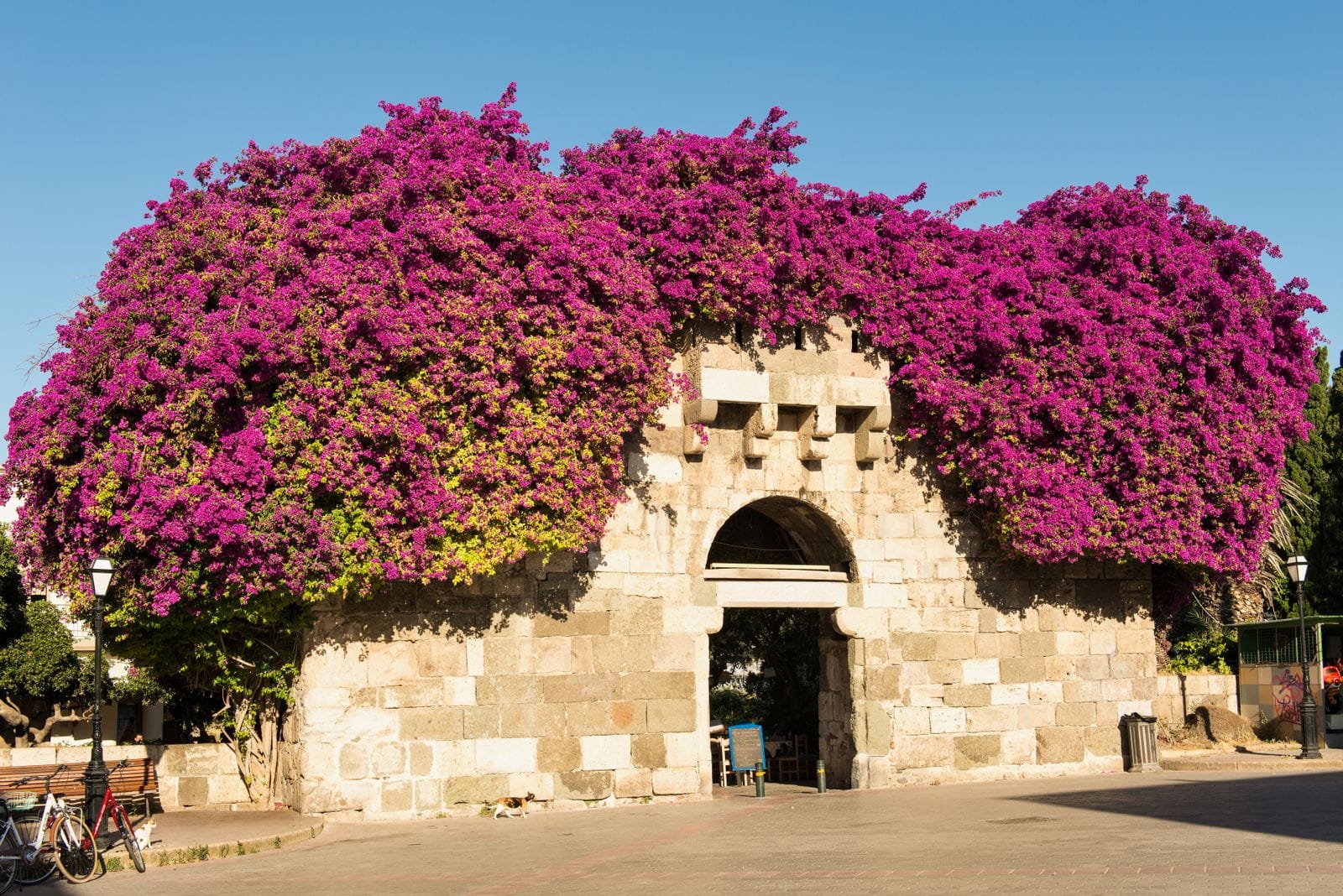 A medieval stone gateway in Kos Town covered in magenta bougainvillea, with a bicycle parked beside it