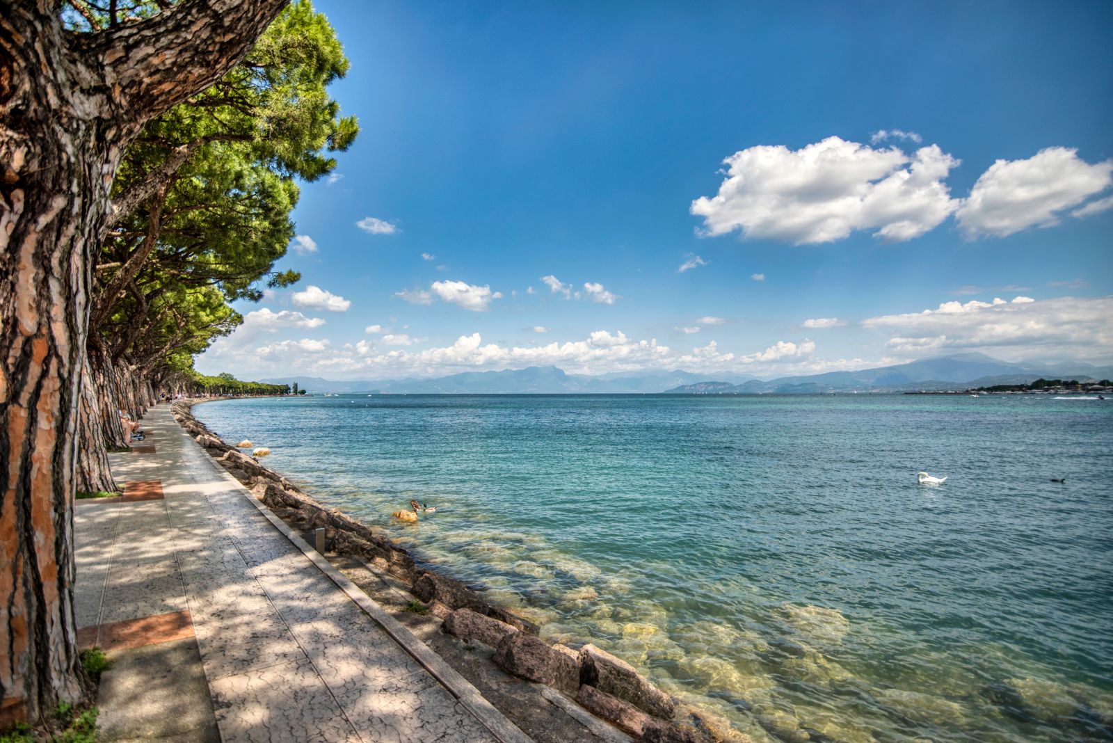 A shaded lakeside walkway lined with pine trees beside clear water on Lake Garda