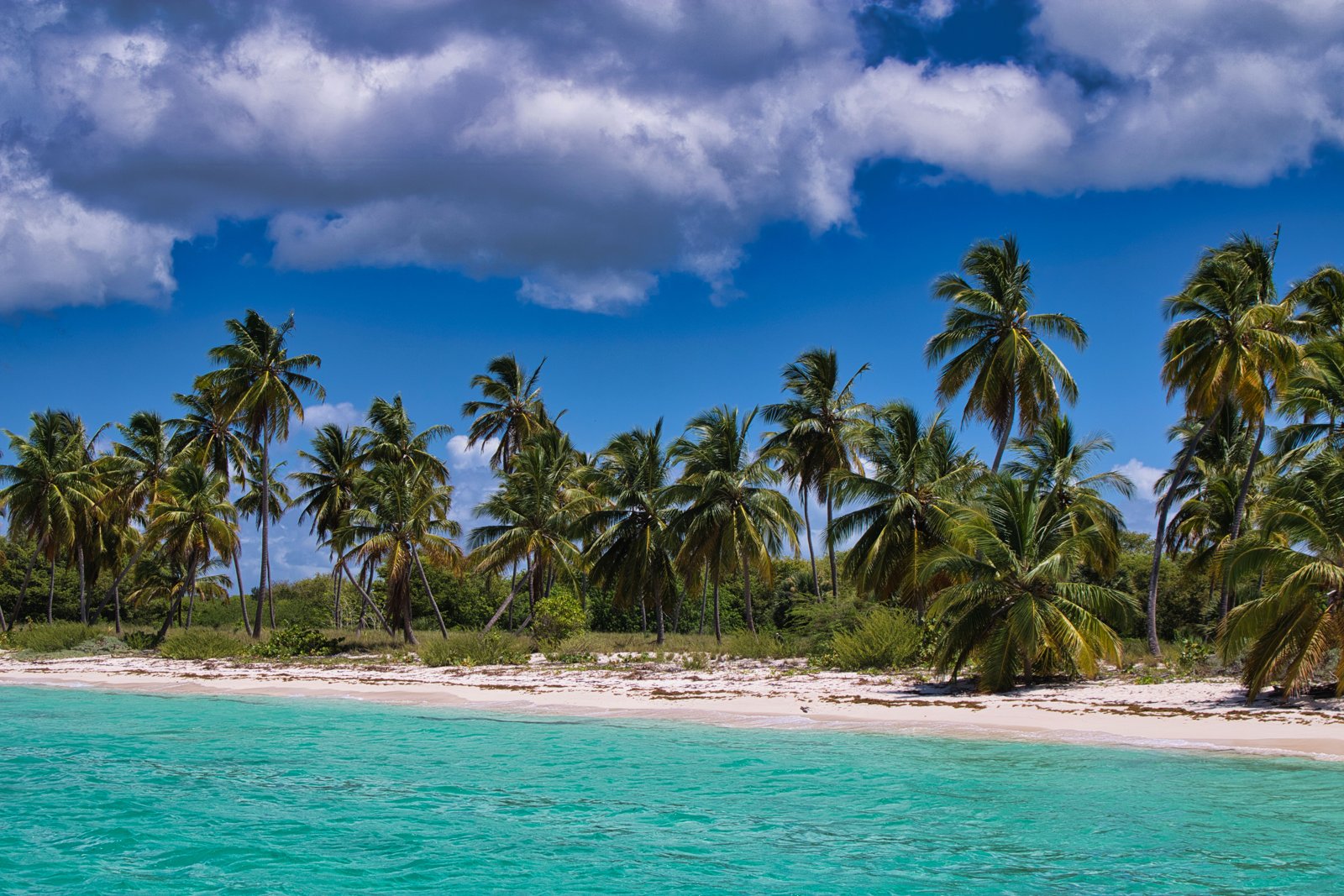 Palm trees behind a sandy tropical beach and turquoise water
