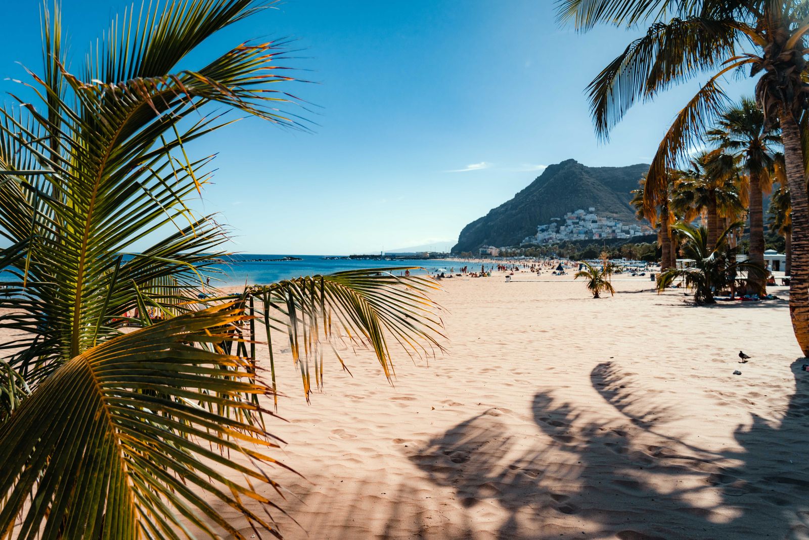 Cheapest winter sun destinations: palm fronds frame Playa de Las Teresitas on Tenerife, with a mountain behind the beach